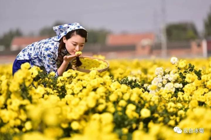 云臺冰菊基地發(fā)生了什么？一批批領導專家團隊前來！