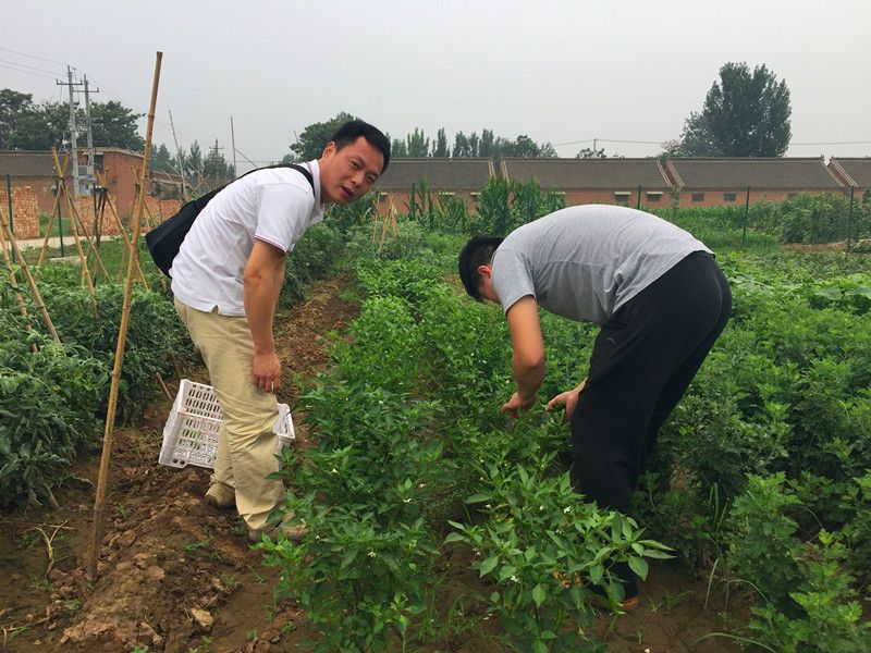 好利來郭總喊您來摘菜啦！綠色無公害，放心！