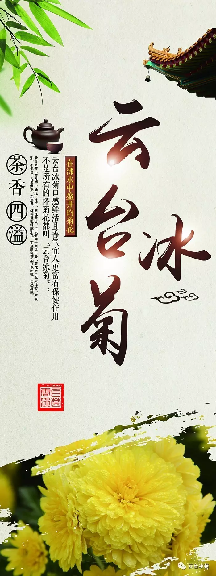 云臺(tái)冰菊1